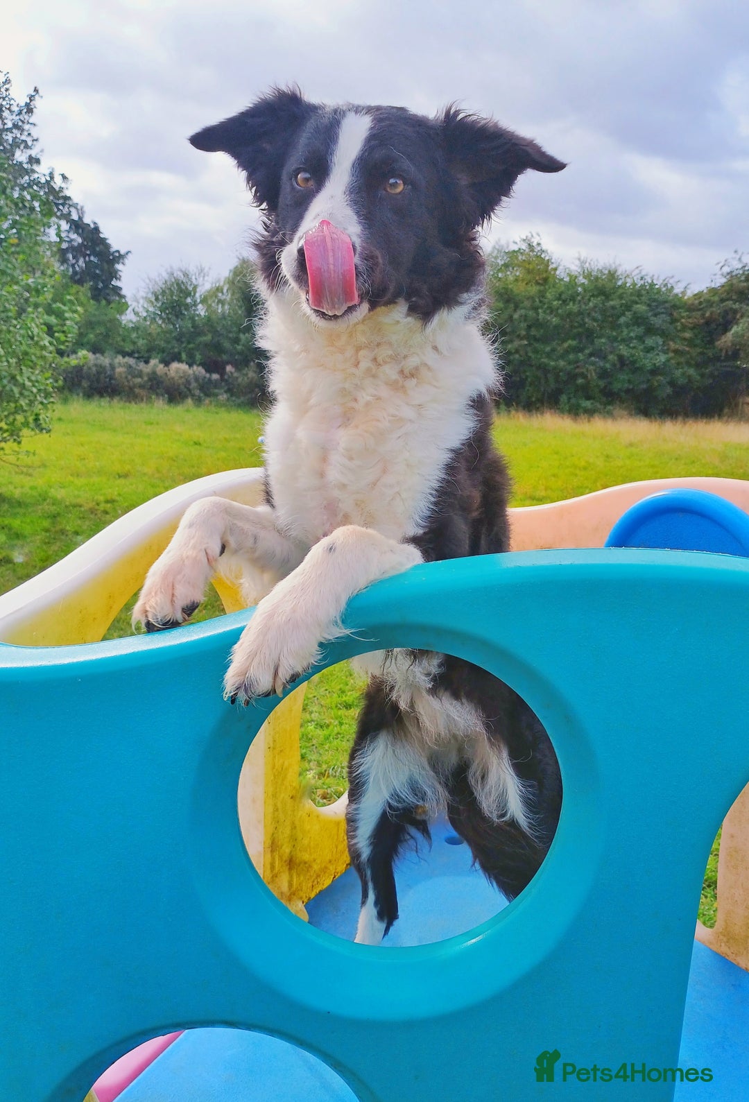 Border Collie dogs for sale: Border Collie  - Image 2