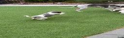 Italian Greyhound dogs for sale: Italian greyhound puppies  - Advert 6