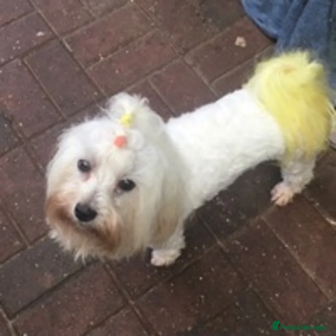 Maltese dogs for stud: Stunning Maltese at stud in Coventry - Advert 8