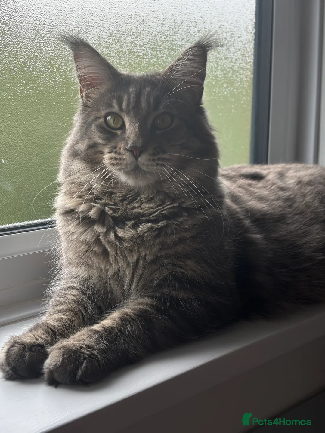 Maine Coon cats for sale: Purebred main coone kittens  in Buckingham - Advert 2