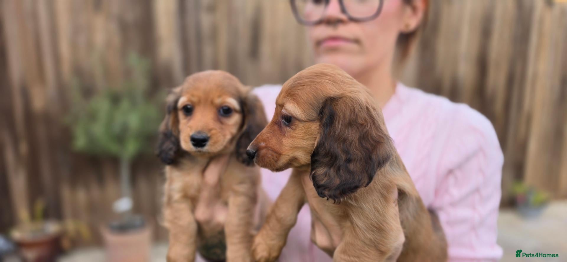 Miniature Dachshund dogs Miniature longhaired dachshund shaded cream girls - Advert 1
