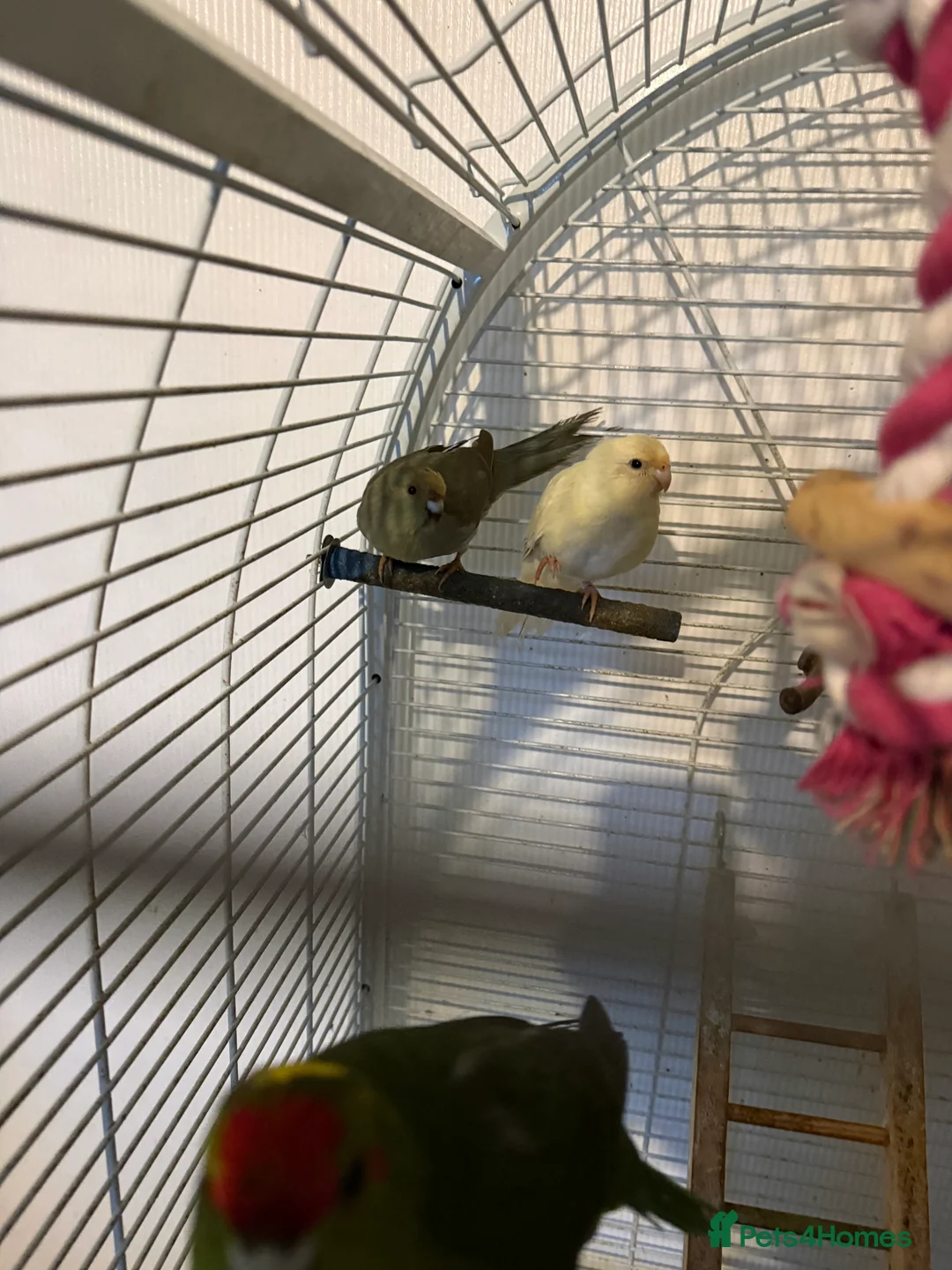 Parakeets birds for sale: Kakarikis  in Grantham - Advert 1