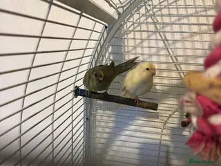 Parakeets birds Kakarikis - Advert 1