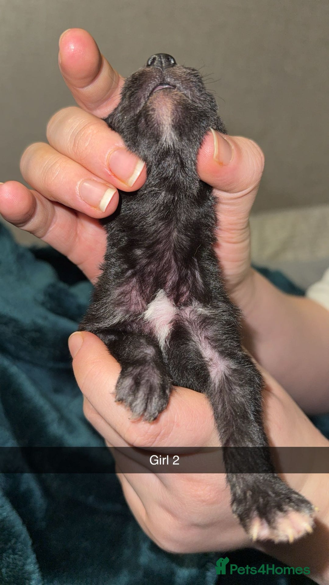 Lurcher dogs for sale: Bedding x whippet pups  - Advert 4