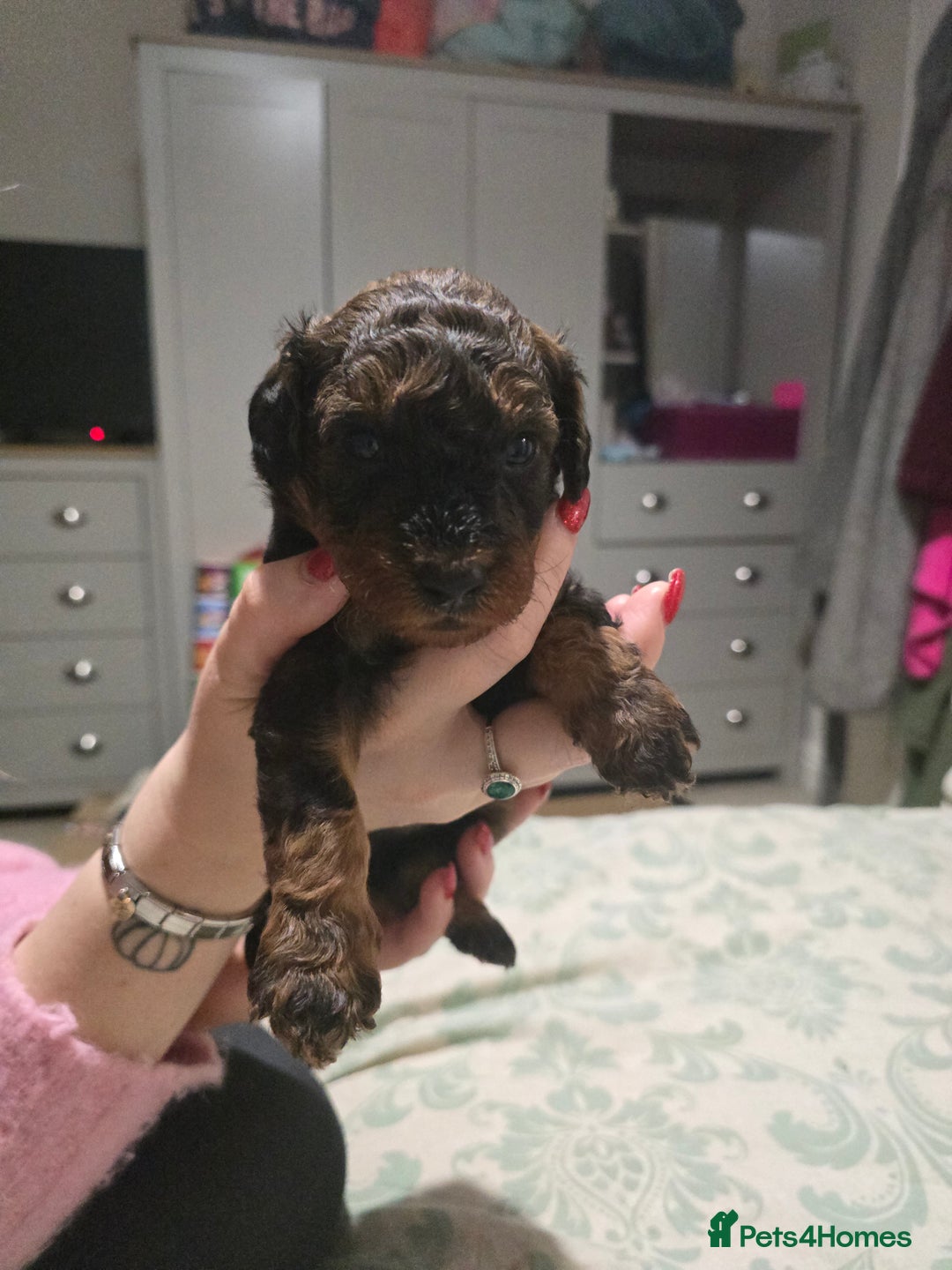 Miniature Poodle dogs for sale: Miniture poodles for sale 2 girls 2 boys - Advert 13