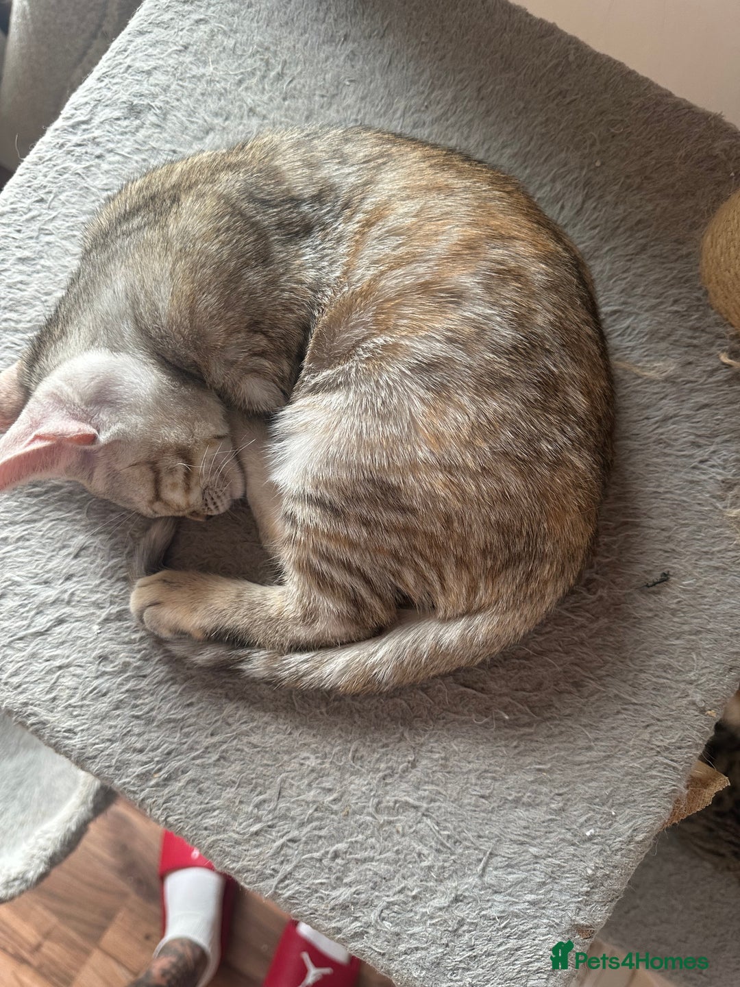 Mixed Breed cats for sale: Crossed BENGALS  - Image 20