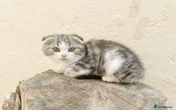 Scottish Fold cats for sale: Teddy 🤎🤍Adorable Scottish Fold Boy 🧸🦉  - Image 2