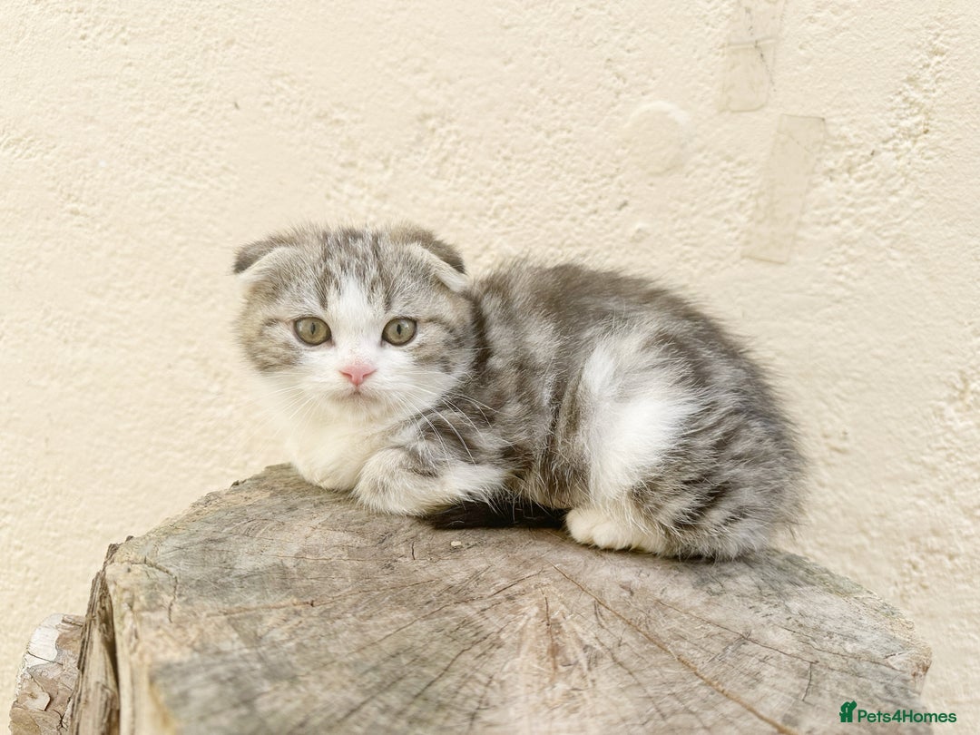 Scottish Fold cats for sale: Teddy 🤎🤍Adorable Scottish Fold Boy 🧸🦉  - Image 2