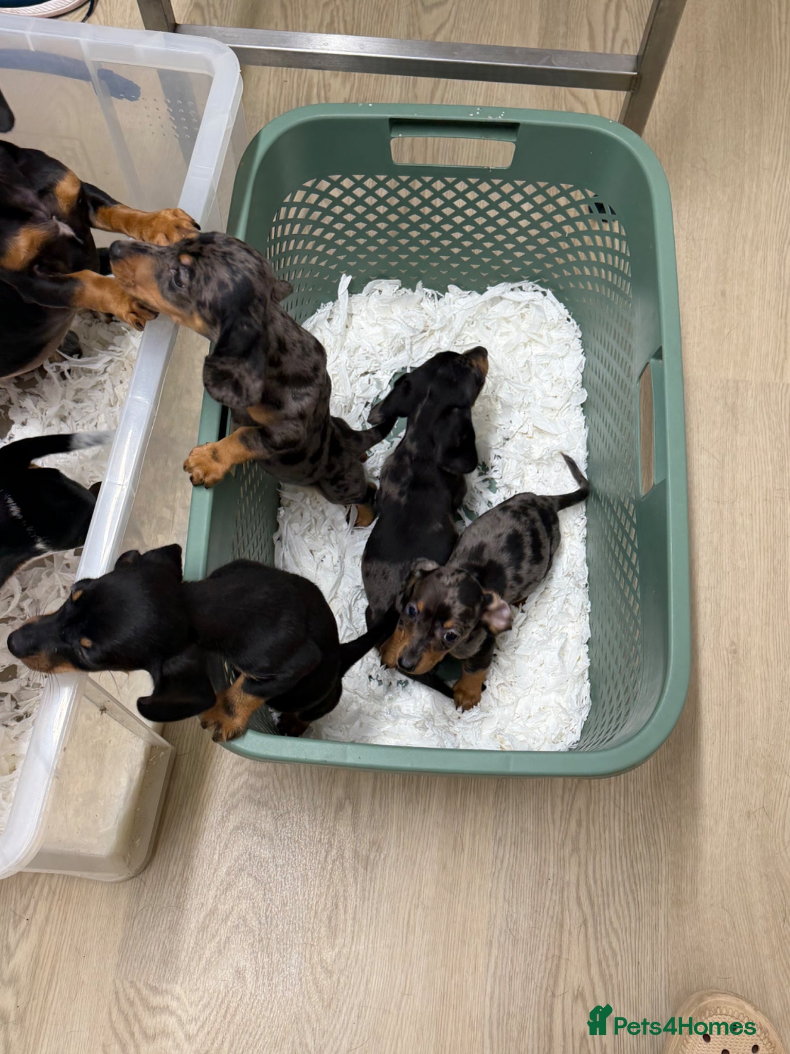 Miniature Dachshund dogs Miniature dachshund puppies - Advert 1