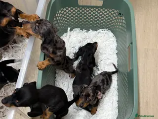 Miniature Dachshund dogs Miniature dachshund puppies - Advert 1