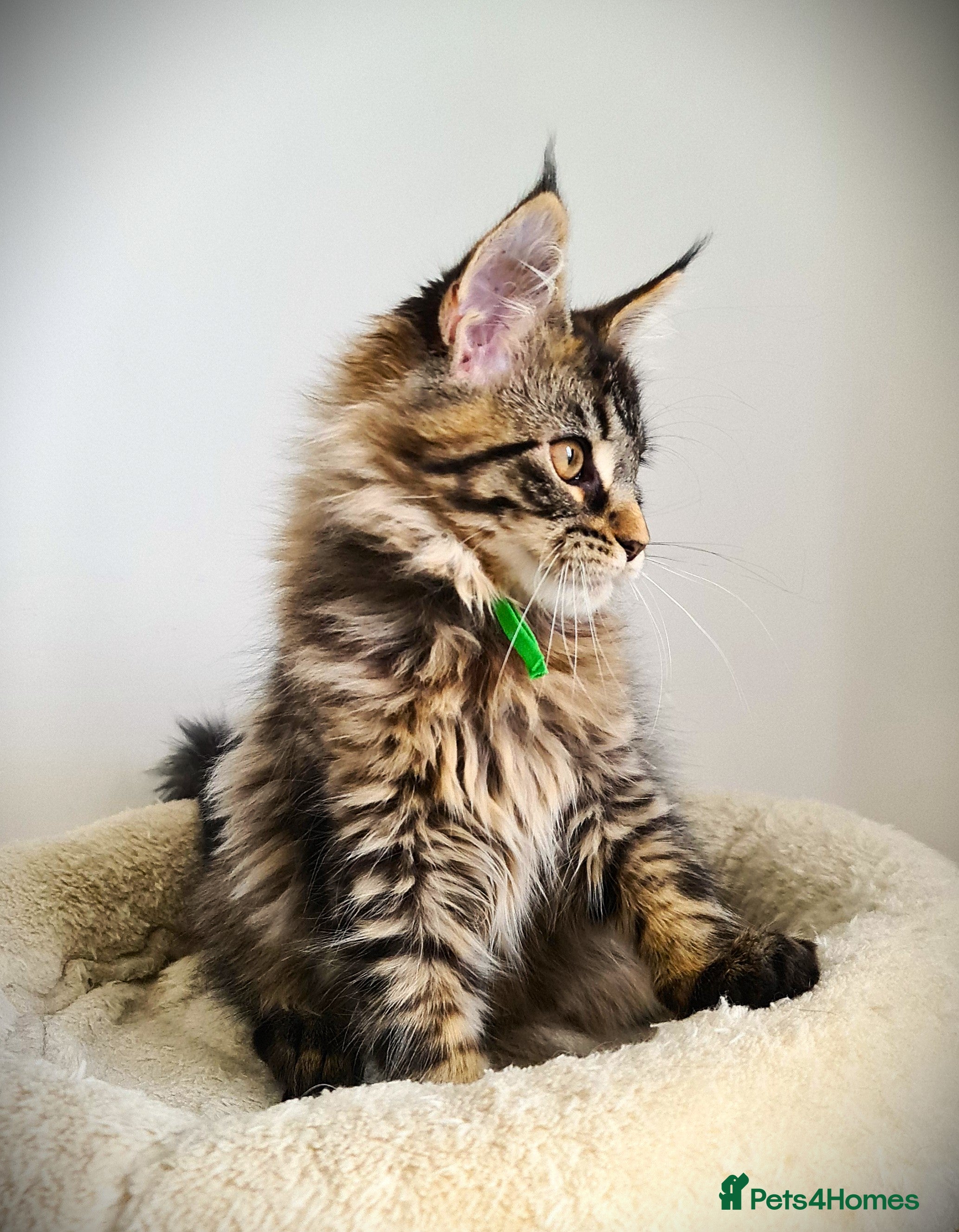 Maine Coon cats STUNNING GIRL PEDIGREE MAINE COON KITTEN READY ❗ - Advert 1