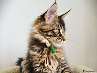 Maine Coon cats STUNNING GIRL PEDIGREE MAINE COON KITTEN READY ❗ - Advert 1