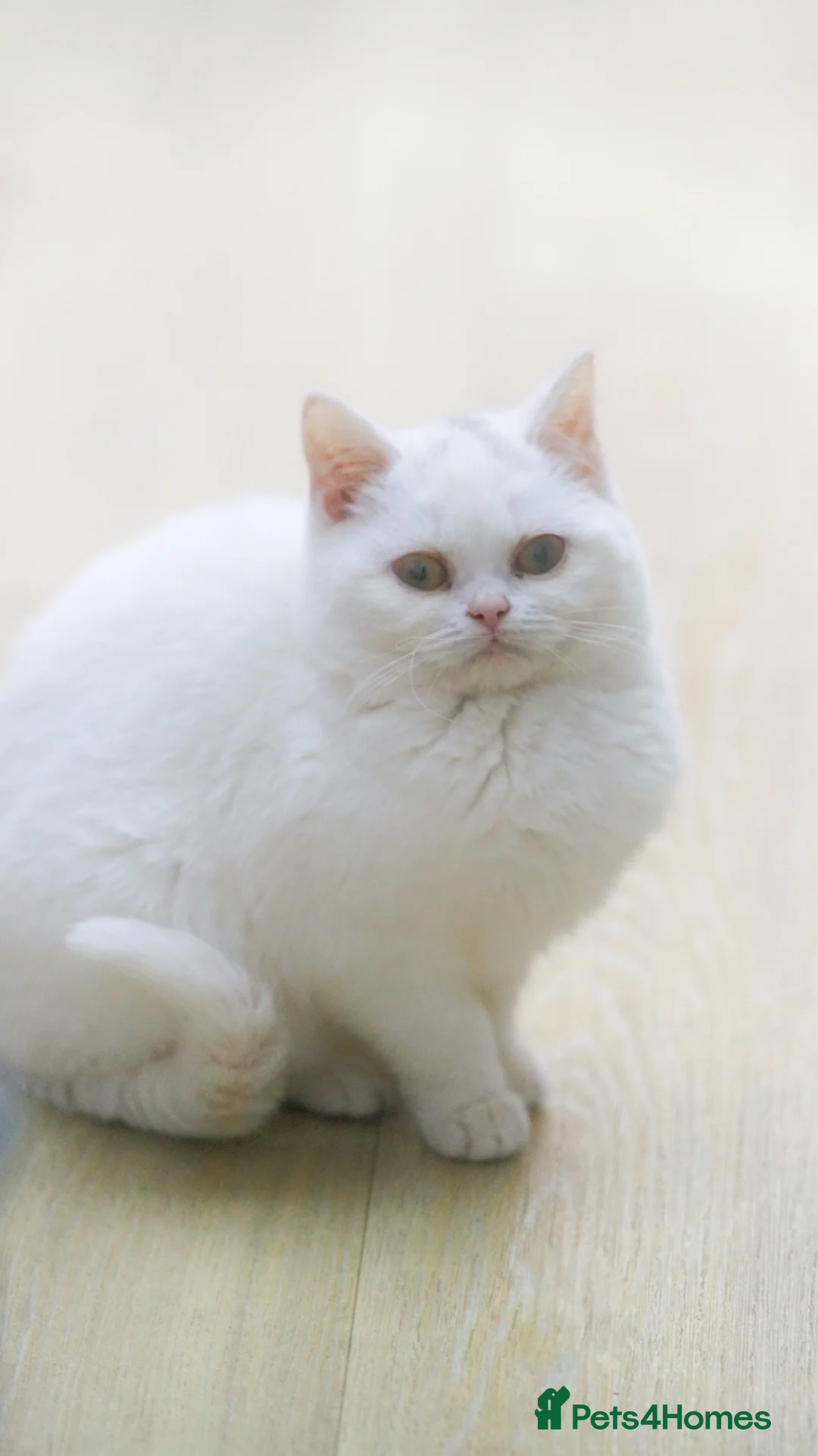 British Shorthair cats for sale: FEMALE & Male Pure British Shorthair kittens - Advert 10