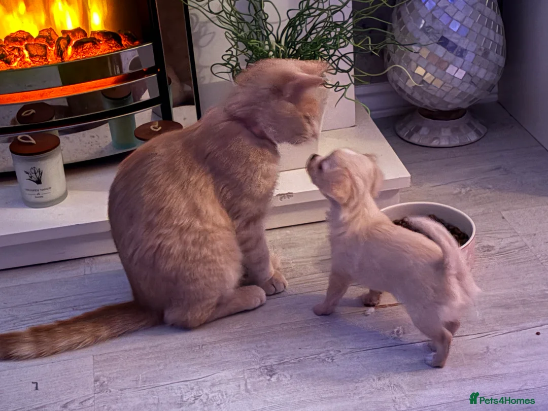 Chihuahua dogs for sale: Beautiful  **  chihuahua girls - Advert 3