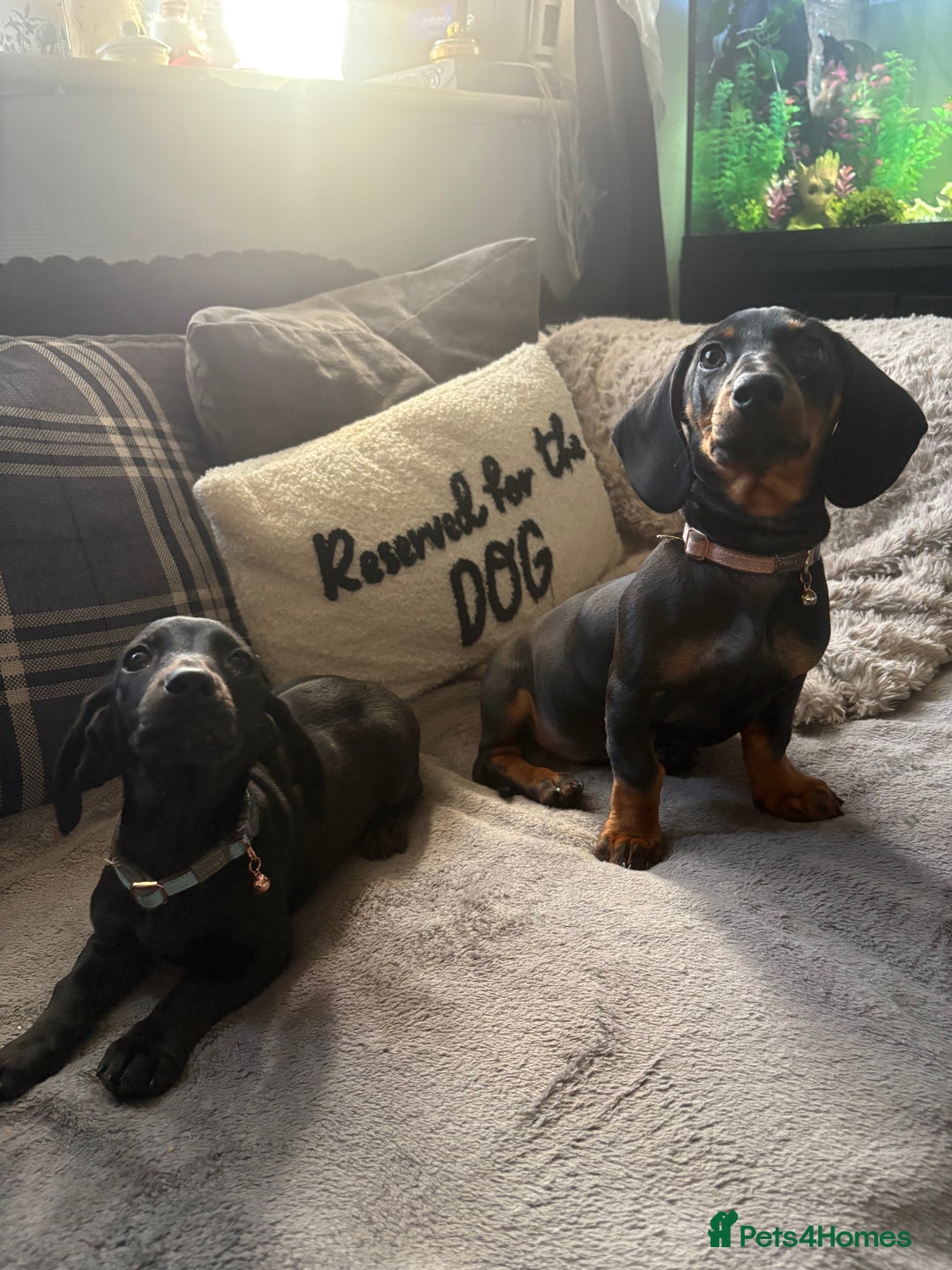 Dachshund dogs for sale: Dachshund puppy male - Advert 12