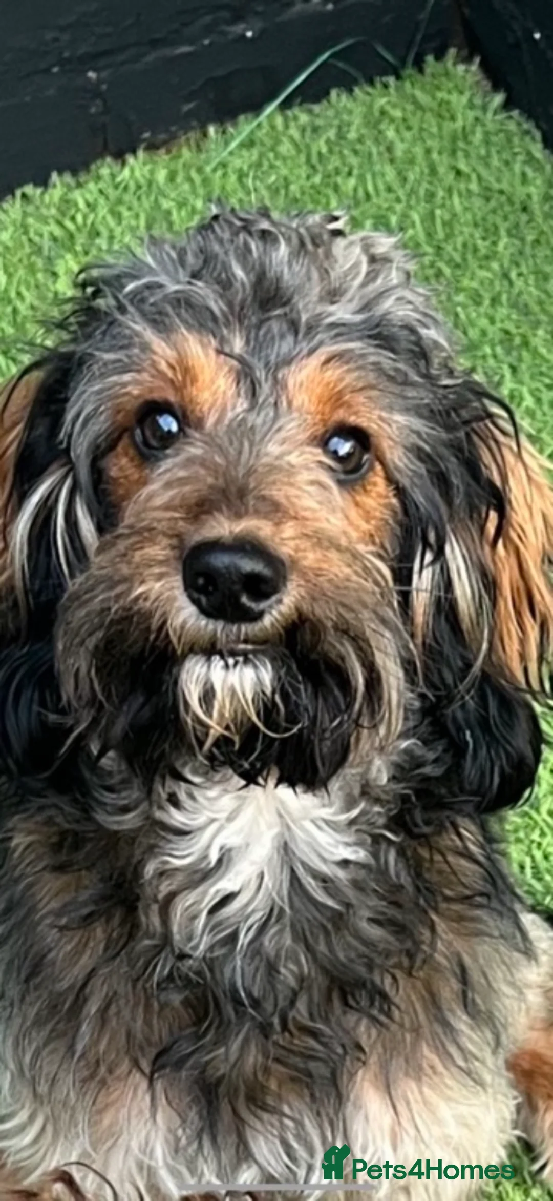 Cockapoo dogs for sale: Litter of 6 cockapoos  in Stockton-on-Tees - Advert 21