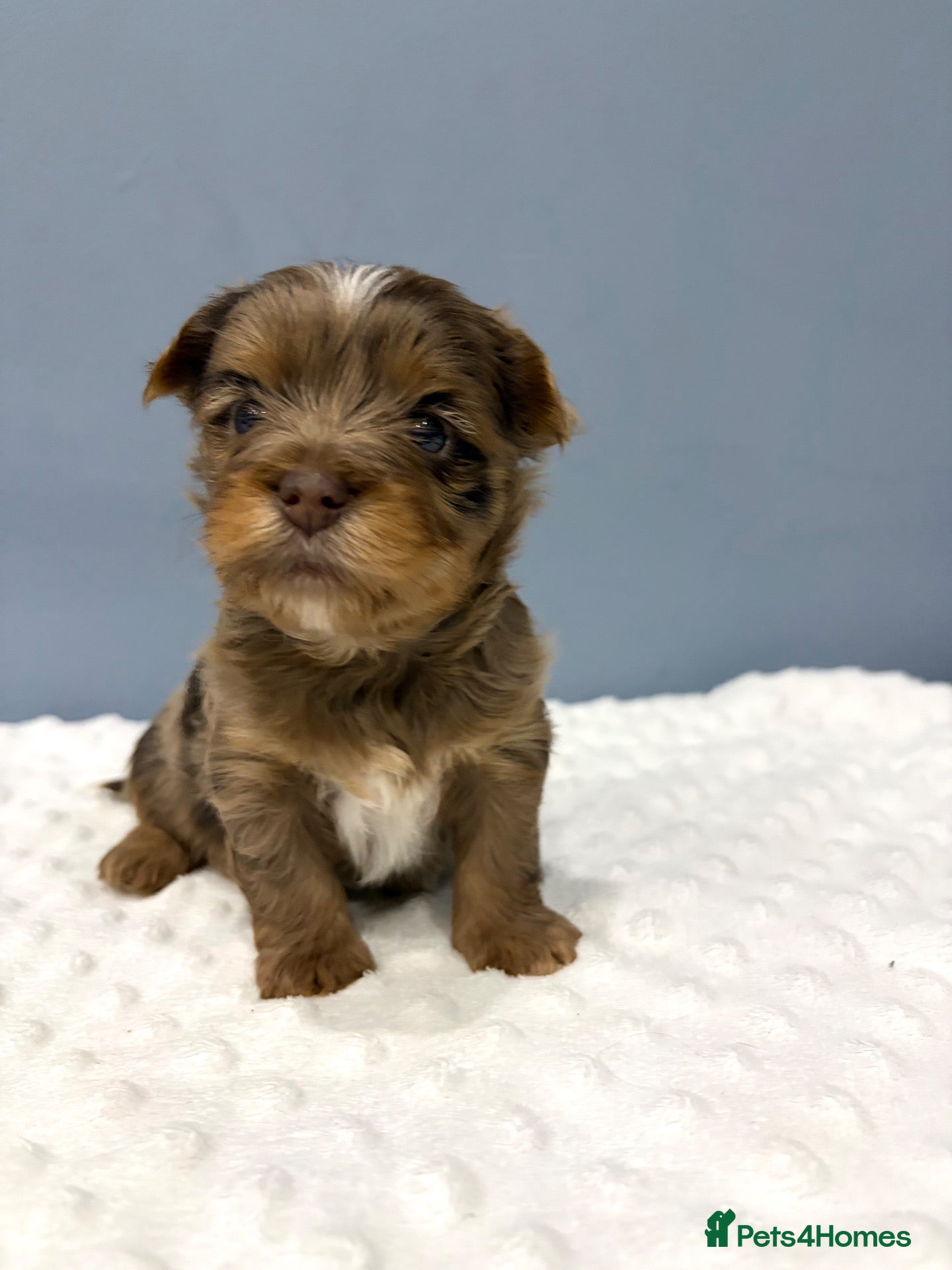 Yorkshire Terrier dogs Stunning Yorkshire terrier puppies 🩵🩷 - Advert 18