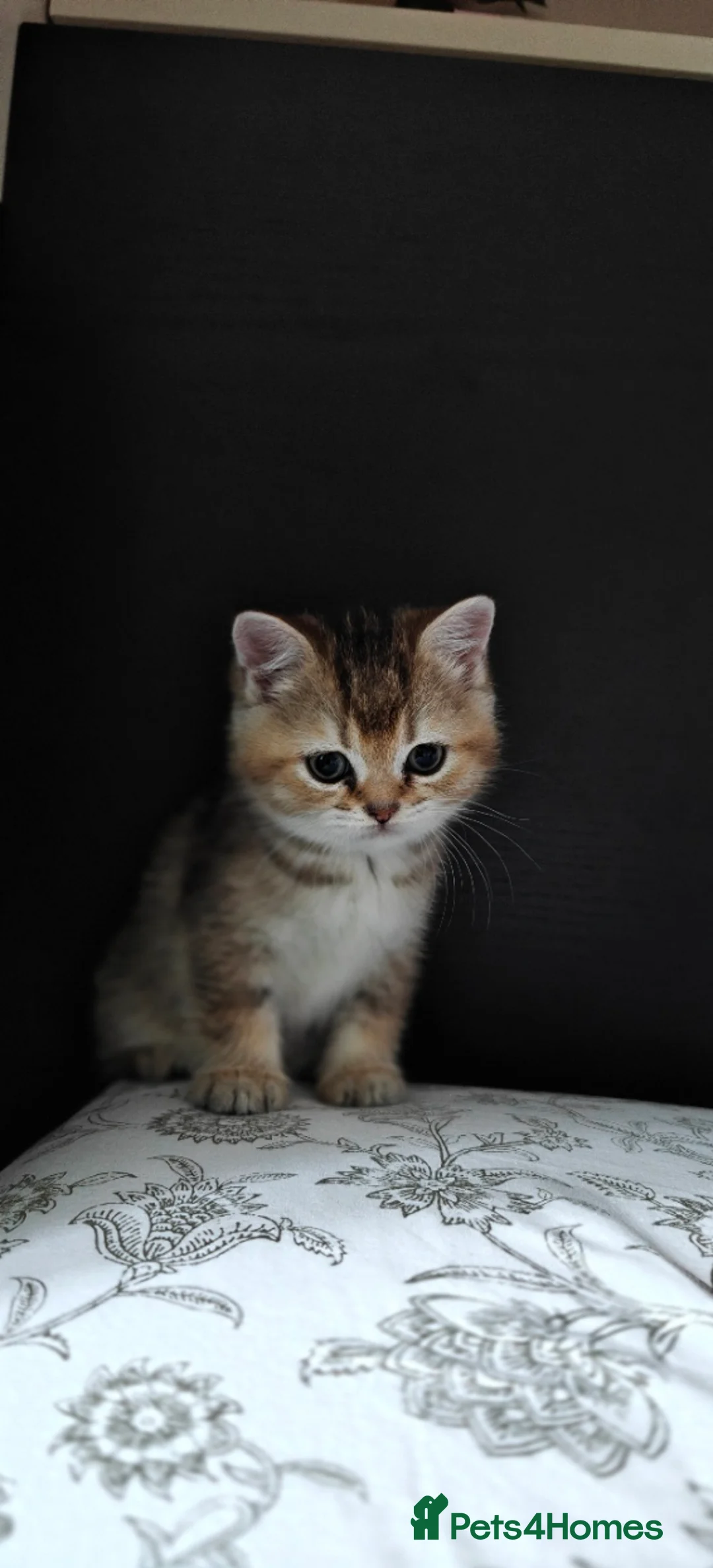 British Shorthair cats for sale: Playfull BSH kitten ready to join your family - Advert 2