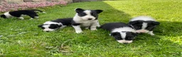 Border Collie dogs for sale: 6 Adorable Border Collie Puppies  in Brecon - Advert 16