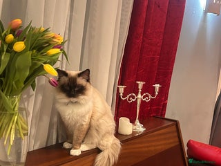 Ragdoll cats in Peterborough - Advert 10