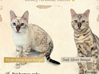 Bengal cats Expected Litter Bengal Kittens - Advert 1