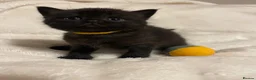 Mixed Breed cats for sale: The Little Pumpkin Patch Litter - 1 girl & 5 boys - Advert 14