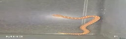 Snake reptiles for sale: Baby Hognoses in Wokingham - Advert 6