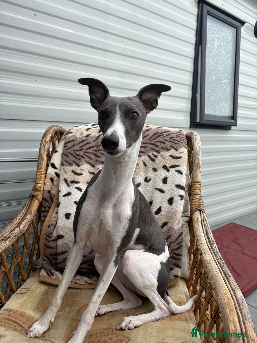 Whippet dogs for sale: Blue Whippet Puppies for Sale - Advert 13
