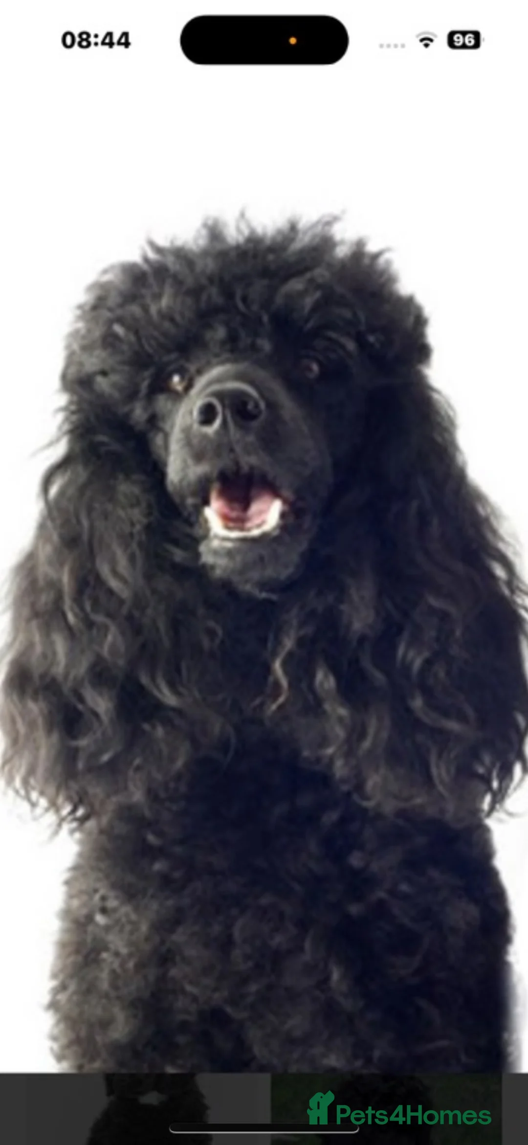 Miniature Poodle dogs for sale: MINIATURE POODLE PUPPIES  - Advert 9