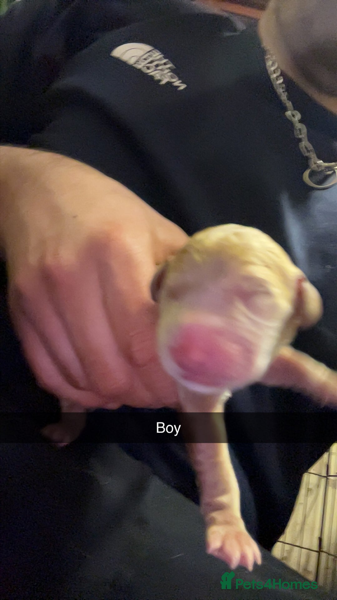 Goldendoodle dogs for sale: F1 golden doodle - Advert 4