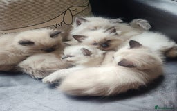 Ragdoll cats for sale: Beautiful Ragdoll kittens - Image 1