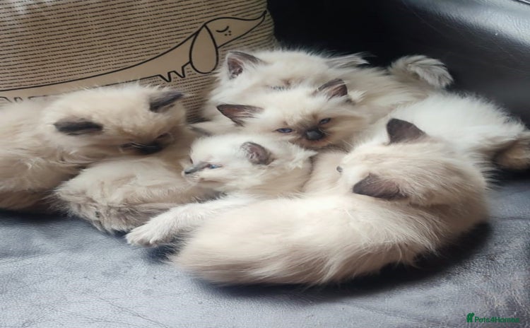 Ragdoll cats - Advert 13