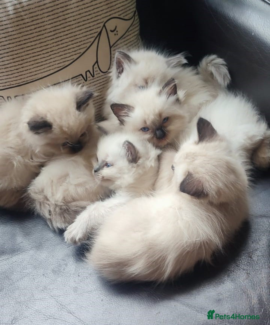 Ragdoll cats for sale: Beautiful Ragdoll kittens - Image 1