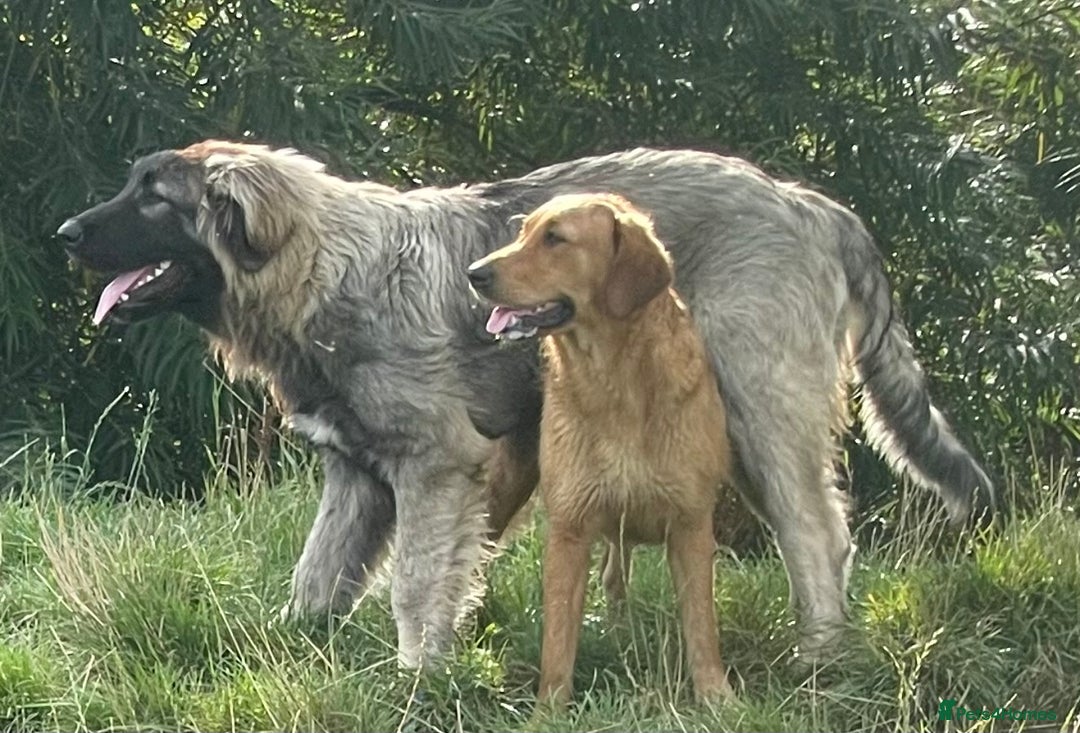 Goldador dogs for sale: Goldador Black & Golden Pups - Pets / Therapy - Image 19