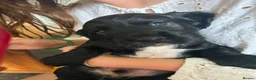 Cocker Spaniel dogs for sale: Working Cocker Spaniel last puppy male - Advert 6