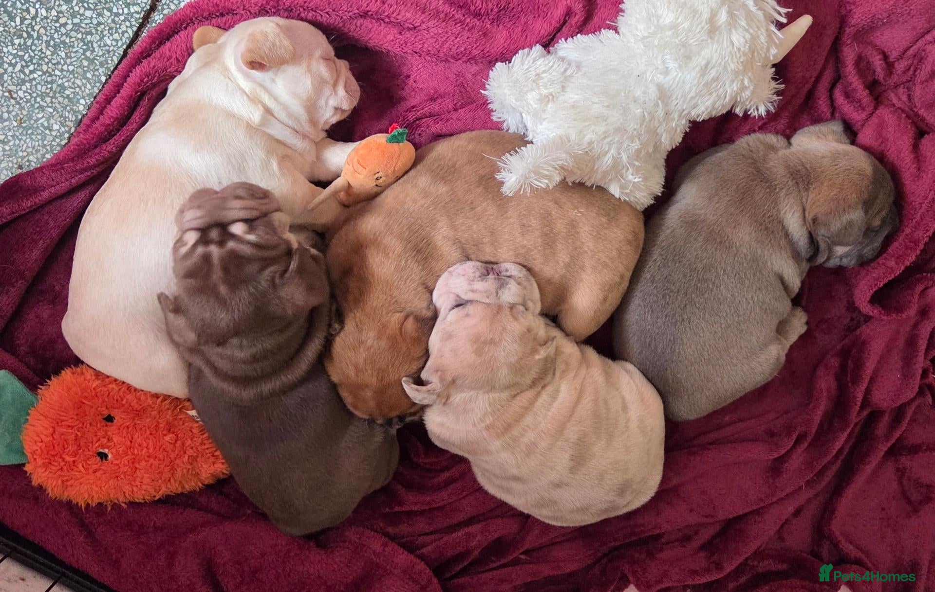 French Bulldog dogs for sale: Stunning French bull dog puppies lincolnshire - Advert 1