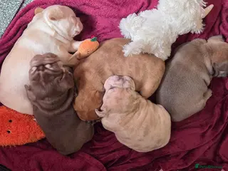French Bulldog dogs 3 Stunning French bull dog puppies lincolnshire - Advert 5