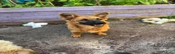 Mixed Breed dogs for adoption: Meet Molly 😍  in Minehead - Advert 2