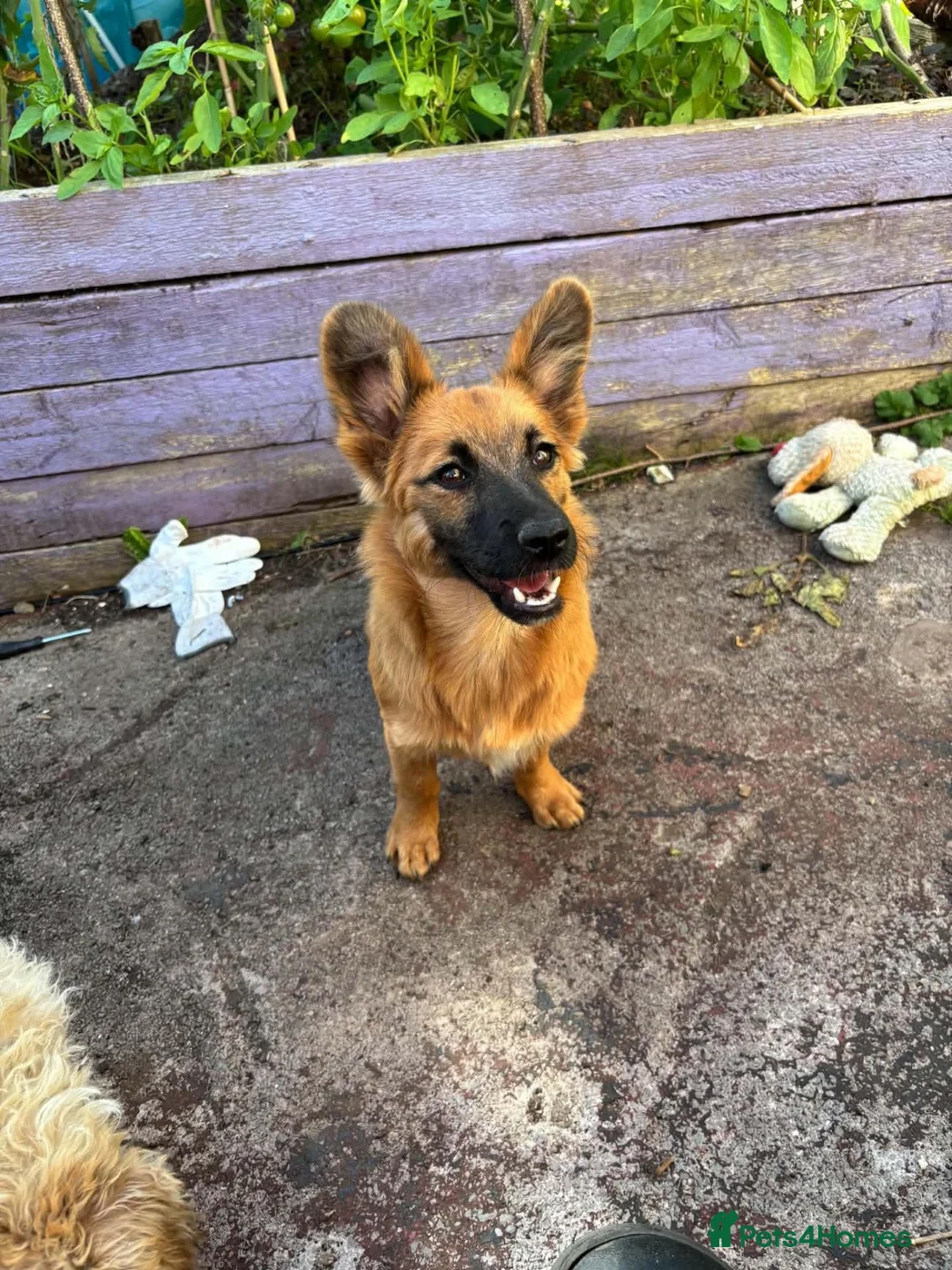 Mixed Breed dogs for adoption: Meet Molly 😍  in Minehead - Advert 2