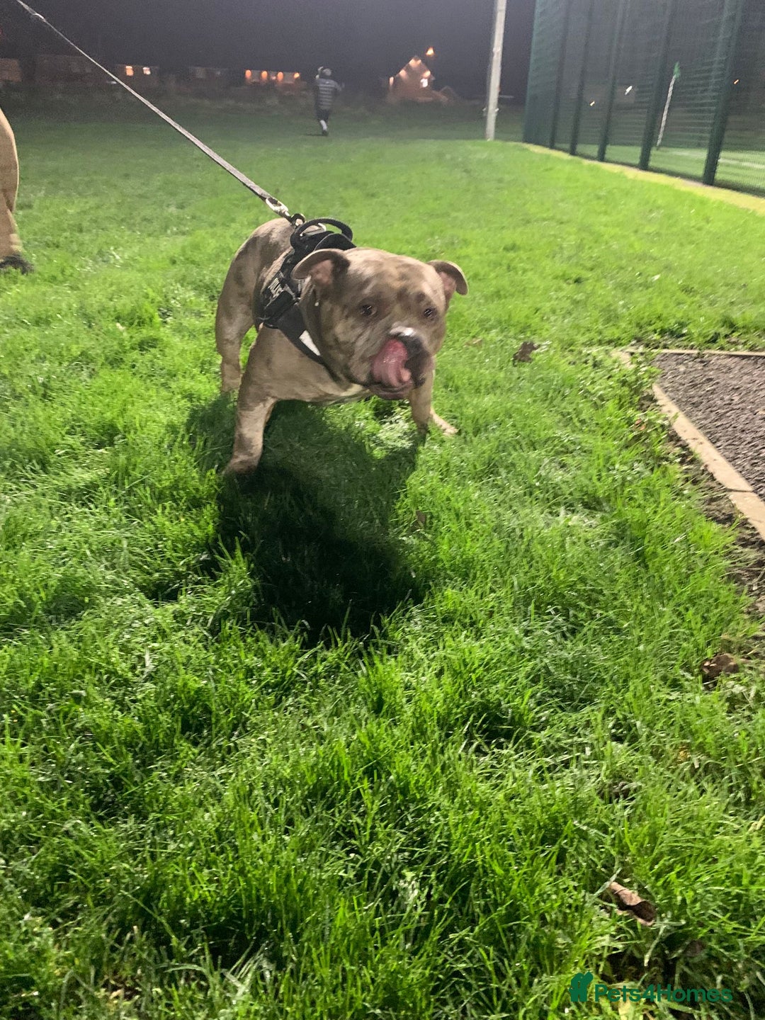 Shorty Bull dogs for adoption: Pocket bully blue Merle boy  - Advert 2