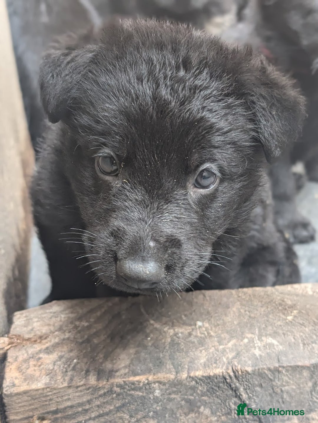 German Shepherd dogs for sale: Gorgeous German Shepherd Puppies - Image 9