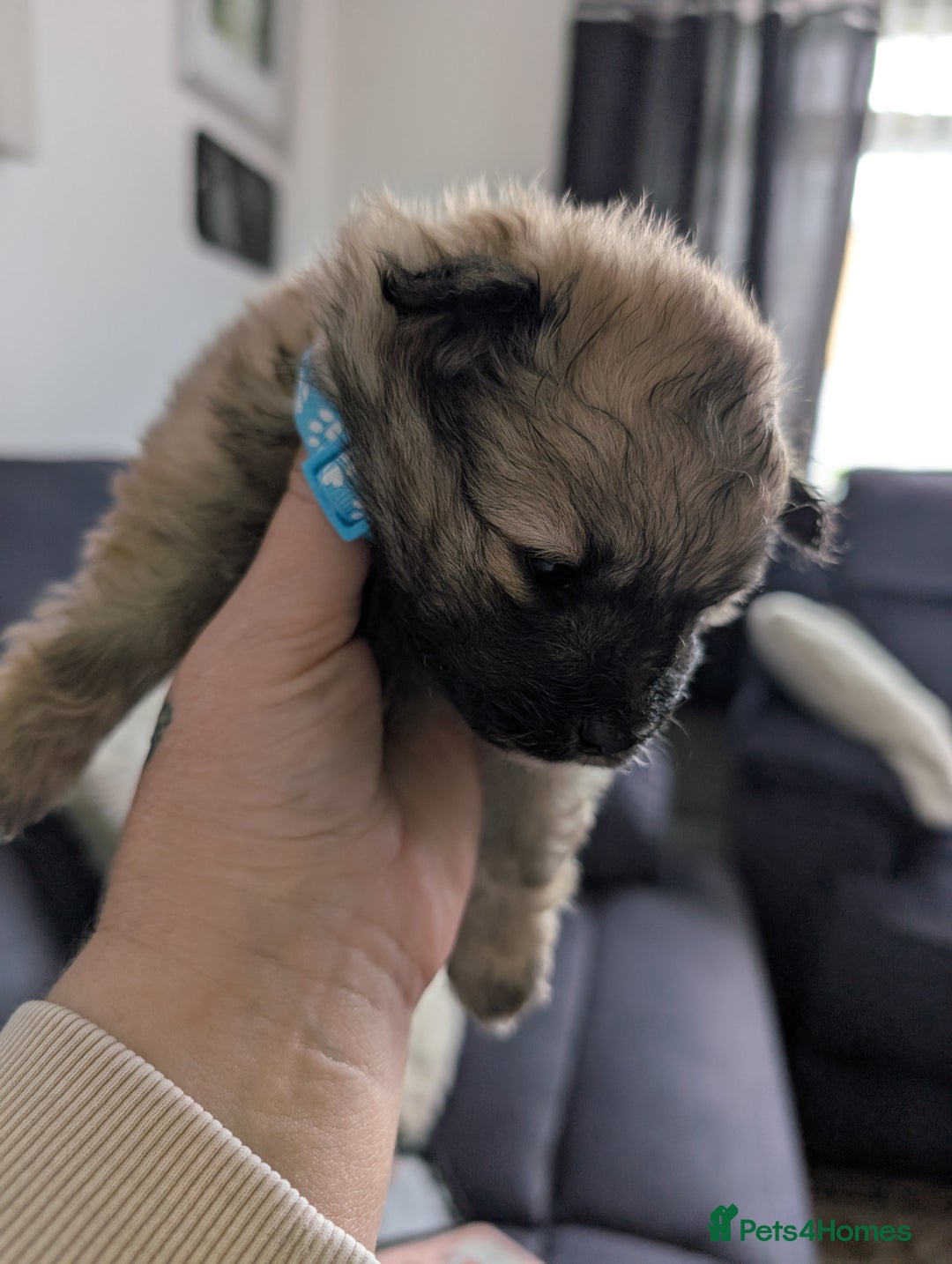 Pomeranian dogs for sale: Beautiful pups - Image 18