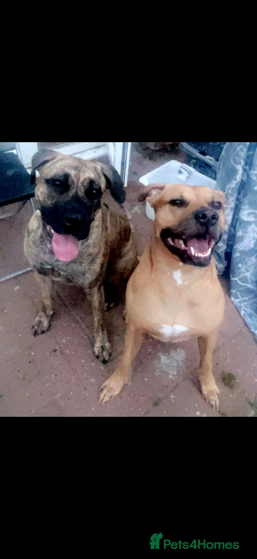 Mixed Breed dogs for sale: Presa Canario cross for sale  - Advert 9