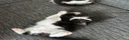 Mixed Breed cats for sale: Kitten  in Birmingham - Advert 3