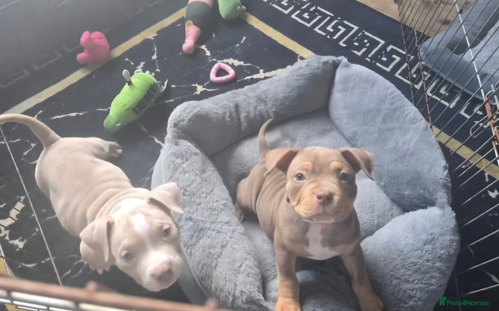 American Bully dogs 3 beautiful pocket bullies  - Advert 4