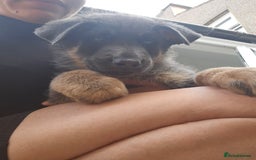 German Shepherd dogs for sale: German shepherd girl BLUE/TAN  in Rugby - Image 5