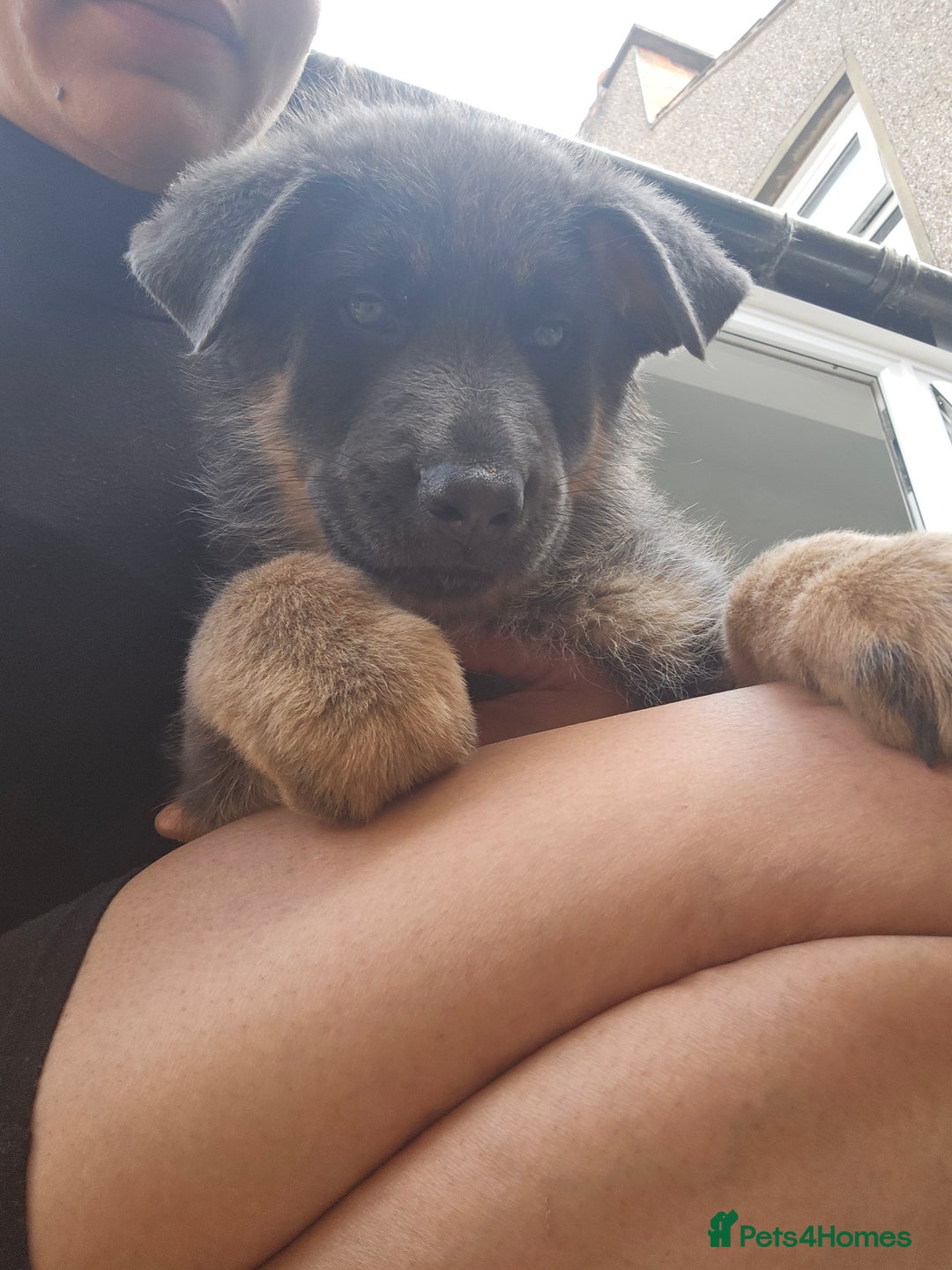 German Shepherd dogs for sale: German shepherd girl BLUE/TAN  in Rugby - Image 5