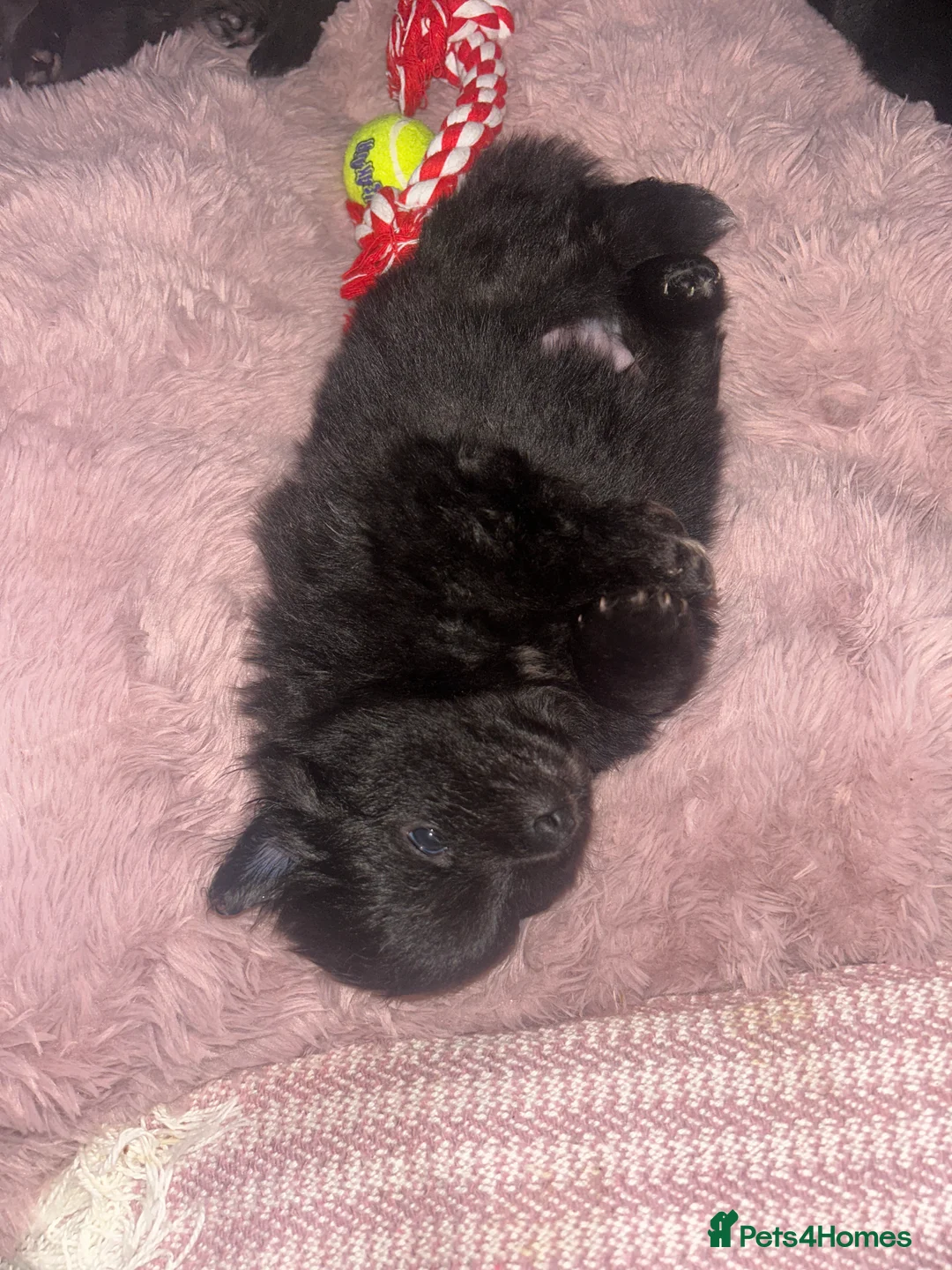 Pomeranian dogs for sale: Beautiful well loved Pomeranians  - Advert 7