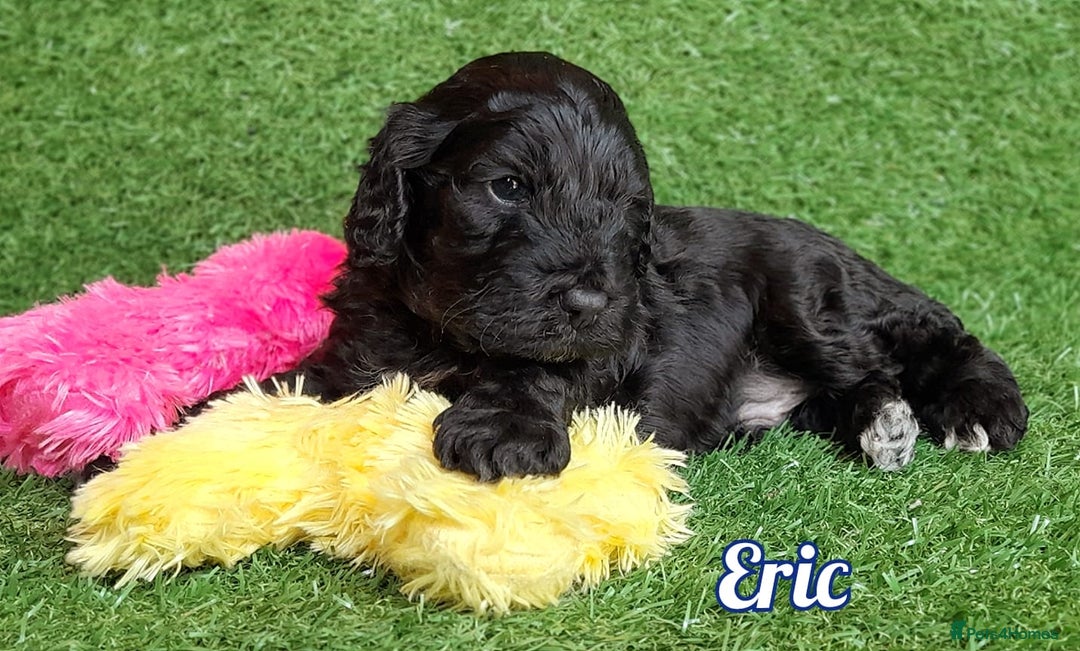 Cockapoo dogs for sale: Stunning F1 Cockapoos Available - Advert 4