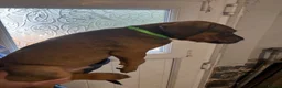 Mixed Breed dogs for sale: Stunning cane corso / Doberman puppies - Advert 7